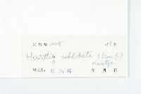 豬菜藤藏品圖，第3張