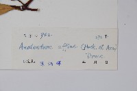 小錦蘭藏品圖，第2張