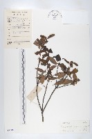 薯豆藏品圖，第1張