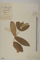 木犀假衛矛藏品圖，第1張