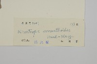 木犀假衛矛藏品圖，第3張