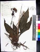 白鶴蘭藏品圖，第1張