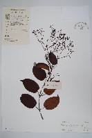 帘子藤藏品圖，第1張