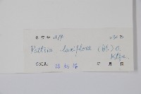 帘子藤藏品圖，第2張