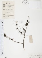 對面花藏品圖，第1張