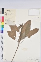 山苦茶、鷓鴣茶藏品圖，第1張