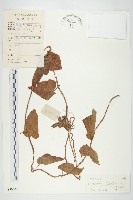 盒果藤藏品圖，第1張