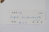 蕊木藏品圖，第2張