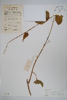 多花磚子苖藏品圖，第1張