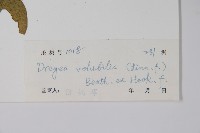 多花磚子苖藏品圖，第2張