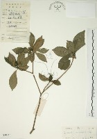 山黃梔藏品圖，第1張