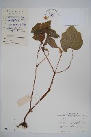 裂葉秋海棠藏品圖，第1張