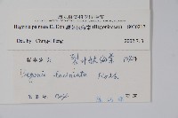 裂葉秋海棠藏品圖，第2張