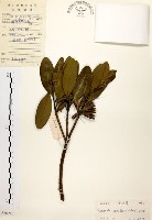 大頭茶藏品圖，第1張