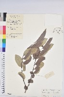 錫蘭饅頭果，香港饅頭果，大葉饅頭果，香港算盤子藏品圖，第1張