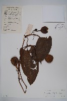 耳葉馬兜鈴藏品圖，第1張