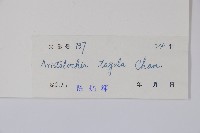 耳葉馬兜鈴藏品圖，第2張