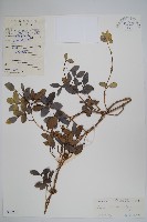 中國念珠藤藏品圖，第1張