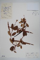 海島藤藏品圖，第1張