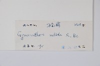 海島藤藏品圖，第2張