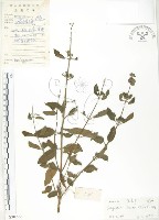 灰葉蕕藏品圖，第1張