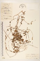 匐莖栓果菊藏品圖，第1張