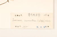 匐莖栓果菊藏品圖，第3張