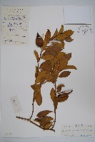 武靴藤藏品圖，第1張