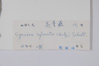 武靴藤藏品圖，第2張