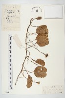 登錄號:S030241藏品圖，第1張