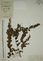 小葉黃鱔藤藏品圖，第1張