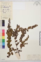 小葉黃鱔藤藏品圖，第2張