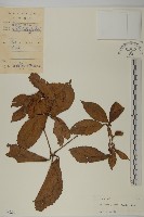 草珊瑚、紅果金粟蘭藏品圖，第1張