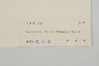 草珊瑚、紅果金粟蘭藏品圖，第3張