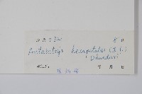 鷹爪花藏品圖，第2張