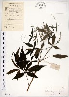 黃荊藏品圖，第1張