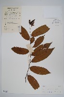 假鷹爪藏品圖，第1張