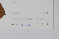 假鷹爪藏品圖，第2張