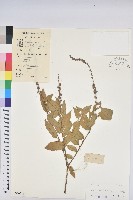 毛果巴豆藏品圖，第1張