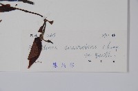 山橙藏品圖，第2張