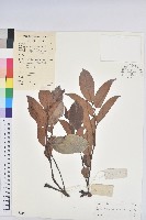 錫蘭饅頭果，香港饅頭果，大葉饅頭果，香港算盤子藏品圖，第1張