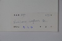 山銀花藏品圖，第2張