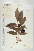 烏柿藏品圖，第1張