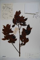 黃毛冬青藏品圖，第1張