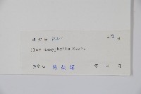 黃毛冬青藏品圖，第2張