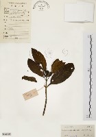 茜草樹藏品圖，第1張