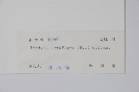 帘子藤藏品圖，第2張