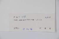 厚葉冬青藏品圖，第2張