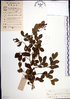 月橘藏品圖，第1張