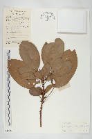 牛耳楓藏品圖，第1張